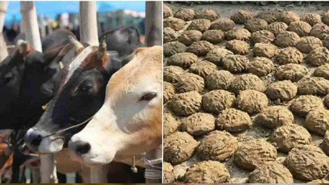 Cow Dung: ಛತ್ತೀಸ್‌ಗಢದಲ್ಲಿ ಎಲ್ಲಾ ಸರ್ಕಾರಿ ಕಟ್ಟಡಗಳಿಗೆ ಗೋವು ಸಗಣಿ ಪೇಂಟ್​ ಬಳಕೆ