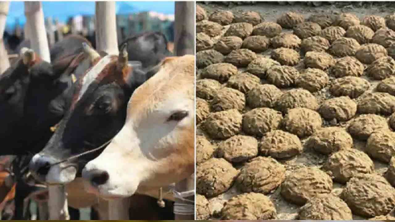 Cow Dung: ಛತ್ತೀಸ್‌ಗಢದಲ್ಲಿ ಎಲ್ಲಾ ಸರ್ಕಾರಿ ಕಟ್ಟಡಗಳಿಗೆ ಗೋವು ಸಗಣಿ ಪೇಂಟ್​ ಬಳಕೆ