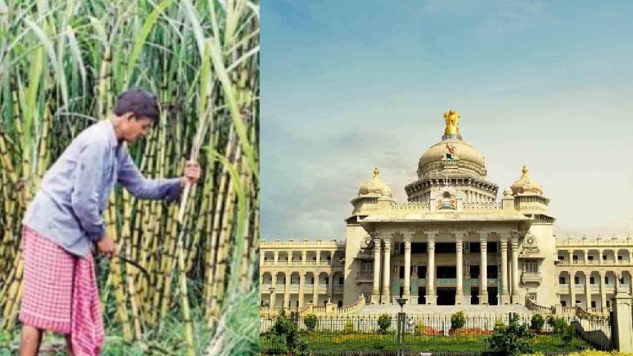 Sugarcane Farmers ಕಬ್ಬು ಬೆಳೆಗಾರರಿಗೆ ಮತ್ತೊಂದು ಬಂಪರ್ ಗಿಫ್ಟ್: ಪ್ರತಿ ಮೆಟ್ರಿಕ್ ಟನ್ಗೆ 100 ರೂ, ನೀಡುವಂತೆ ಸರ್ಕಾರ ಆದೇಶ Sugarcane Farmers ಕಬ್ಬು ಬೆಳೆಗಾರರಿಗೆ ಮತ್ತೊಂದು ಬಂಪರ್ ಗಿಫ್ಟ್: ಪ್ರತಿ ಮೆಟ್ರಿಕ್ ಟನ್ಗೆ 100 ರೂ, ನೀಡುವಂತೆ ಸರ್ಕಾರ ಆದೇಶ