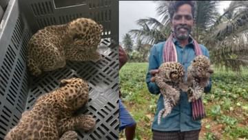 Chamarajanagar: The farmer handed over the leopard cubs found in the sugarcane field to the forest department
