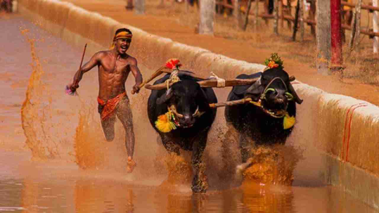 Kambala 2023: ಕರಾವಳಿ ಭಾಗದ ಜನಪ್ರೀಯ ಕ್ರೀಡೆ ಕಂಬಳ 2022-23 ಏಪ್ರಿಲ್ ವರೆಗೆ ನಿಗದಿಪಡಿಸಲಾಗಿದೆ