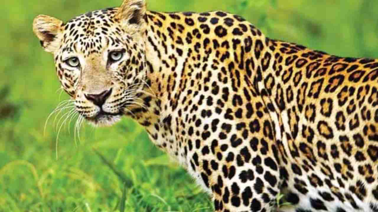 Leopard: ಬೆಂಗಳೂರಿನಲ್ಲಿ ಮತ್ತೆ ಶುರುವಾದ ಚಿರತೆ ಕಾಟ: ಹಸುವಿನ ಮೇಲೆ ದಾಳಿ, ಆತಂಕದಲ್ಲಿ ಜನ