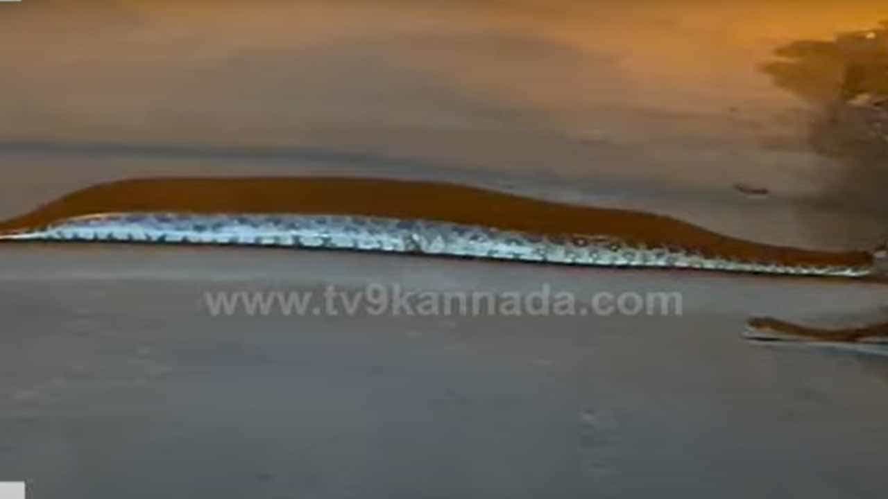 ಕಾರವಾರ: ದಾರಿಹೋಕರನ್ನು ಗಾಬರಿಗೊಳಿಸಿದ ರಸ್ತೆಯಲ್ಲಿ ತೆವಳುತ್ತಿದ್ದ ಹೆಬ್ಬಾವು ಕಾರವಾರ: ದಾರಿಹೋಕರನ್ನು ಗಾಬರಿಗೊಳಿಸಿದ ರಸ್ತೆಯಲ್ಲಿ ತೆವಳುತ್ತಿದ್ದ ಹೆಬ್ಬಾವು