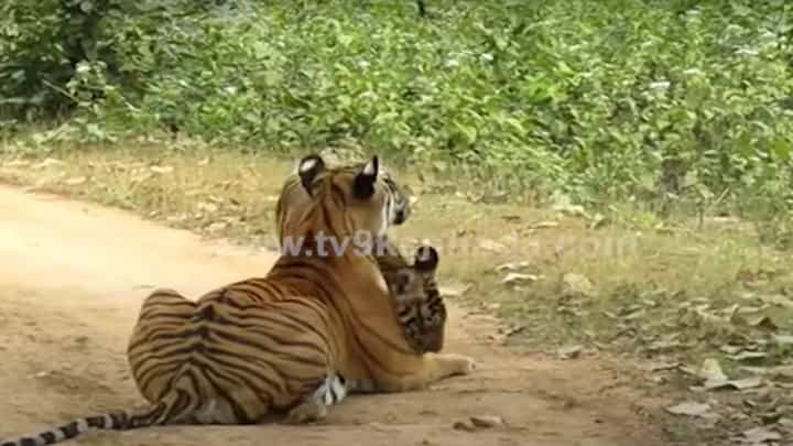ಮೈಸೂರು: ಅಮ್ಮ ಹುಲಿಯ ನಿಗ್ರಾಣಿಯಲ್ಲಿ ಮರಿಗಳು ಸ್ವಚ್ಛಂದವಾಗಿ ಓಡಾಡುವ ದೃಶ್ಯ ಕಣ್ಮನ ಸೆಳೆಯುತ್ತದೆ ಮೈಸೂರು: ಅಮ್ಮ ಹುಲಿಯ ನಿಗ್ರಾಣಿಯಲ್ಲಿ ಮರಿಗಳು ಸ್ವಚ್ಛಂದವಾಗಿ ಓಡಾಡುವ ದೃಶ್ಯ ಕಣ್ಮನ ಸೆಳೆಯುತ್ತದೆ