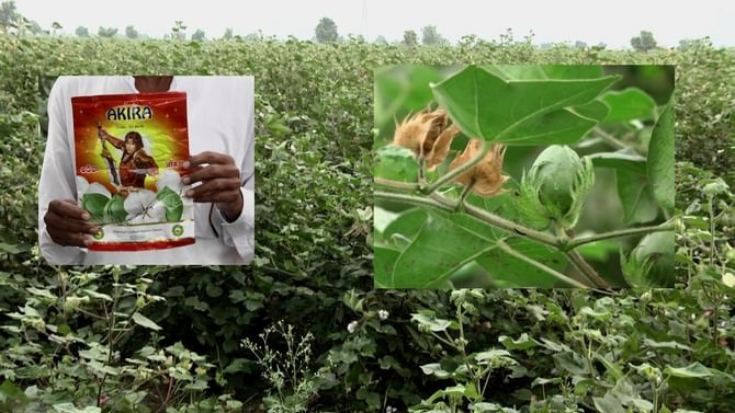 Shahapur: ಕೈ ಕೊಟ್ಟ ಬಿಳಿ ಬಂಗಾರ ಬೆಳೆ, ನಕಲಿ ಬಿತ್ತನೆ ಬೀಜದ್ದೇ ದರ್ಬಾರು, ಹತ್ತಿ ಬೆಳೆಗಾರ ಕಂಗಾಲು Shahapur: ಕೈ ಕೊಟ್ಟ ಬಿಳಿ ಬಂಗಾರ ಬೆಳೆ, ನಕಲಿ ಬಿತ್ತನೆ ಬೀಜದ್ದೇ ದರ್ಬಾರು, ಹತ್ತಿ ಬೆಳೆಗಾರ ಕಂಗಾಲು