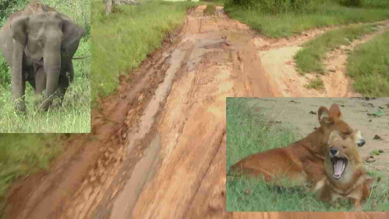 Bandipur safari: ಬಂಡೀಪುರ ಸಫಾರಿ ಸಹವಾಸವೇ ಬೇಡಾ ಅಂತಿದ್ದಾರೆ ಪ್ರಾಣಿಪ್ರಿಯರು! ಹದಗೆಟ್ಟ ರಸ್ತೆಗಳಿಂದಾಗಿ ನರಕಯಾತನೆ