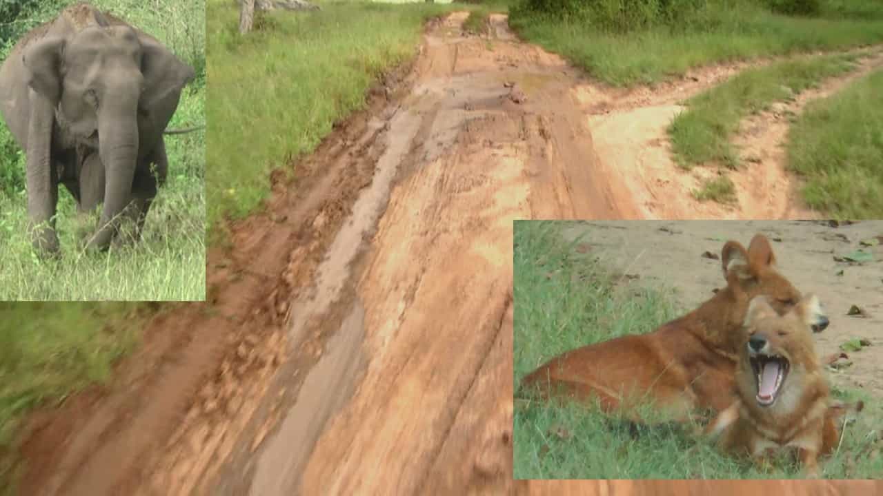 Bandipur safari: ಬಂಡೀಪುರ ಸಫಾರಿ ಸಹವಾಸವೇ ಬೇಡಾ ಅಂತಿದ್ದಾರೆ ಪ್ರಾಣಿಪ್ರಿಯರು! ಹದಗೆಟ್ಟ ರಸ್ತೆಗಳಿಂದಾಗಿ ನರಕಯಾತನೆ