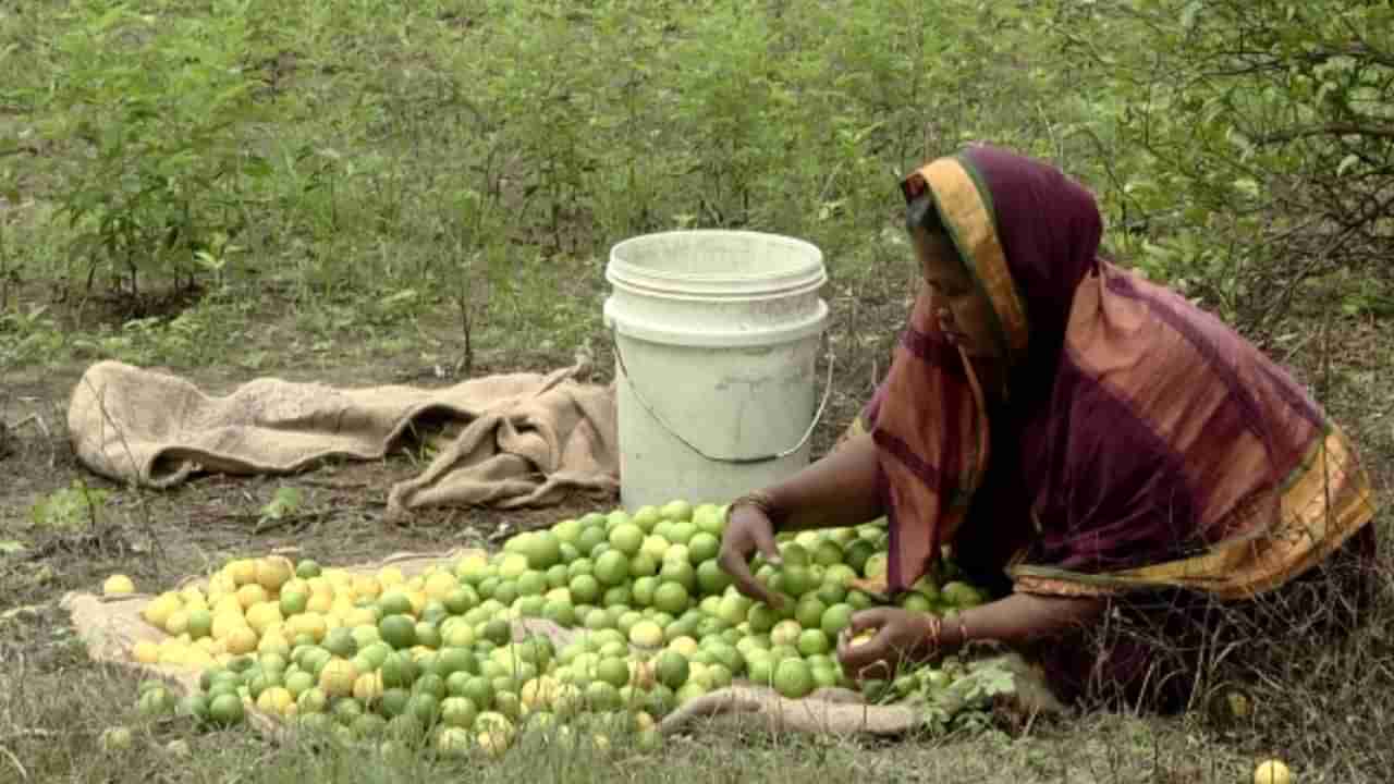 Lemon: ಚೀನಾದಲ್ಲಿ ನಿಂಬೆ ಹಣ್ಣಿಗೆ ವಿಪರೀತ ಬೇಡಿಕೆ ಇದೆಯಂತೆ! ಆದರೆ ವಿಜಯಪುರದಲ್ಲಿ ನಿಂಬೆ ರೇಟು ಡೌನಾಗಿದೆ!