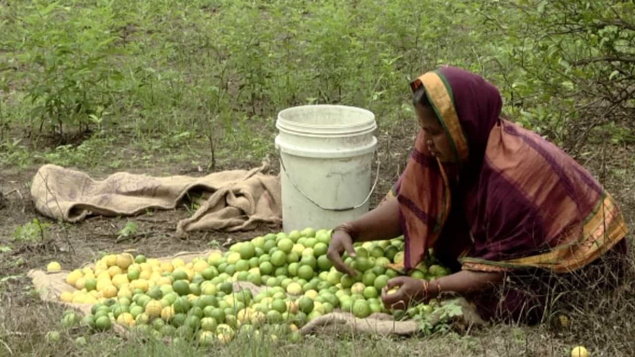 Lemon: ಚೀನಾದಲ್ಲಿ ನಿಂಬೆ ಹಣ್ಣಿಗೆ ವಿಪರೀತ ಬೇಡಿಕೆ ಇದೆಯಂತೆ! ಆದರೆ ವಿಜಯಪುರದಲ್ಲಿ ನಿಂಬೆ ರೇಟು ಡೌನಾಗಿದೆ! Lemon: ಚೀನಾದಲ್ಲಿ ನಿಂಬೆ ಹಣ್ಣಿಗೆ ವಿಪರೀತ ಬೇಡಿಕೆ ಇದೆಯಂತೆ! ಆದರೆ ವಿಜಯಪುರದಲ್ಲಿ ನಿಂಬೆ ರೇಟು ಡೌನಾಗಿದೆ!