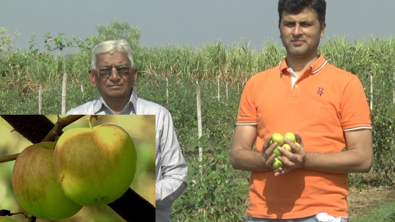Bidar ಭಾಲ್ಕಿಯಲ್ಲಿ ಕಾಶ್ಮೀರ್ ಆ್ಯಪಲ್ ಬಾರೆ ಹಣ್ಣು ಬೆಳೆದು ಸೈ ಎನಿಸಿಕೊಂಡ ರೈತ