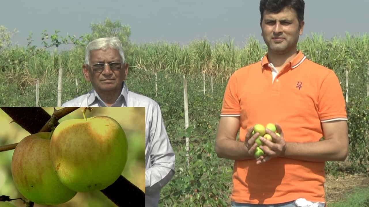 Bidar: ಭಾಲ್ಕಿಯಲ್ಲಿ ಕಾಶ್ಮೀರ್ ಆ್ಯಪಲ್ ಬಾರೆ ಹಣ್ಣು ಬೆಳೆದು ಸೈ ಎನಿಸಿಕೊಂಡ ರೈತ Bidar: ಭಾಲ್ಕಿಯಲ್ಲಿ ಕಾಶ್ಮೀರ್ ಆ್ಯಪಲ್ ಬಾರೆ ಹಣ್ಣು ಬೆಳೆದು ಸೈ ಎನಿಸಿಕೊಂಡ ರೈತ