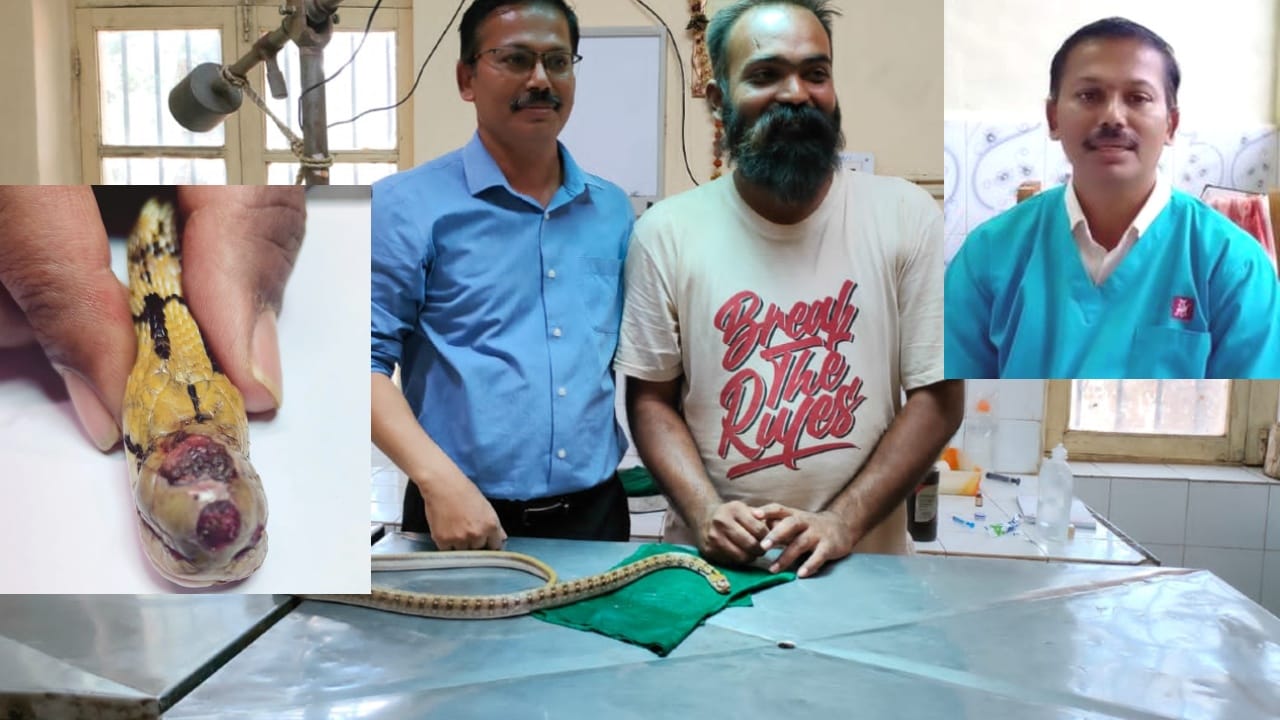 ಹಾವಿಗೂ ಕ್ಯಾನ್ಸರ್: ಧಾರವಾಡದ ಪ್ರಾಣಿಪ್ರಿಯ-ವೈದ್ಯ ಜೋಡಿ ಕ್ಯಾನ್ಸರ್ ಗಡ್ಡೆ ಹೊರತೆಗೆದರು, ಹಾವು ಬಚಾವು! ಹಾವಿಗೂ ಕ್ಯಾನ್ಸರ್: ಧಾರವಾಡದ ಪ್ರಾಣಿಪ್ರಿಯ-ವೈದ್ಯ ಜೋಡಿ ಕ್ಯಾನ್ಸರ್ ಗಡ್ಡೆ ಹೊರತೆಗೆದರು, ಹಾವು ಬಚಾವು!