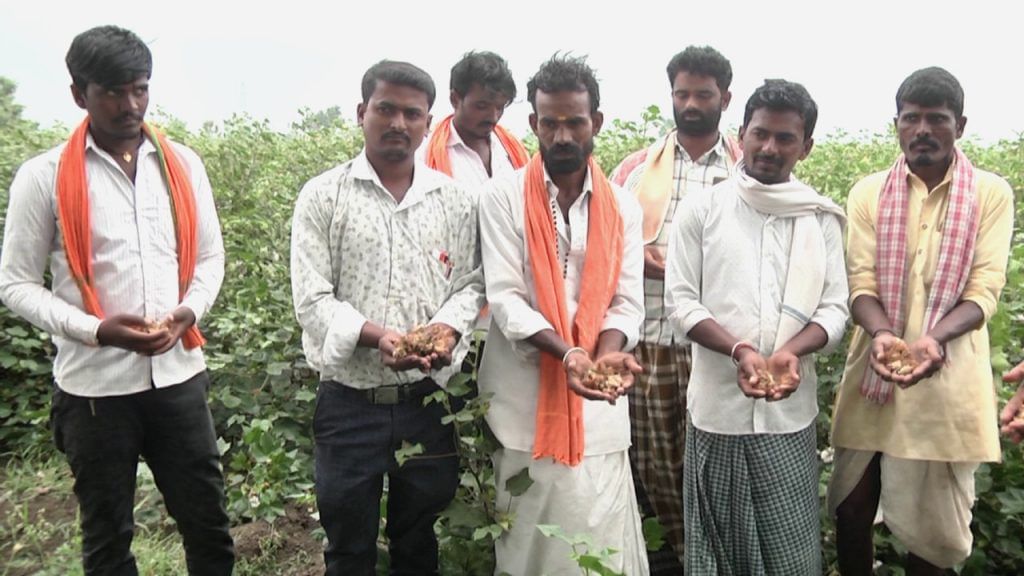 Cotton growers in shahapur taluk in Yadgir cheated by duplicate cotton seeds no yield of cotton