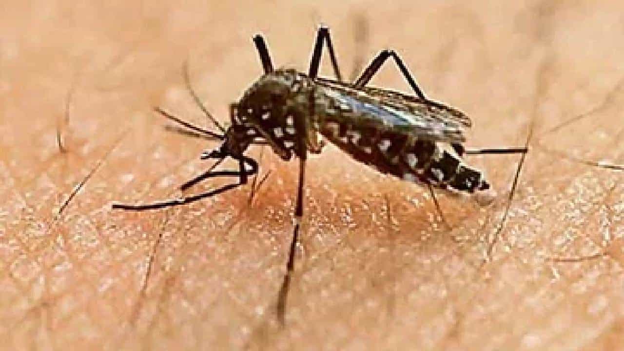 Zika virus: ಝಿಕಾ ವೈರಸ್ ತಡೆಗಟ್ಟಲು ಇಲ್ಲಿದೆ ಬೆಂಗಳೂರಿನ ವೈದ್ಯರ ಸಲಹೆ Zika virus: ಝಿಕಾ ವೈರಸ್ ತಡೆಗಟ್ಟಲು ಇಲ್ಲಿದೆ ಬೆಂಗಳೂರಿನ ವೈದ್ಯರ ಸಲಹೆ