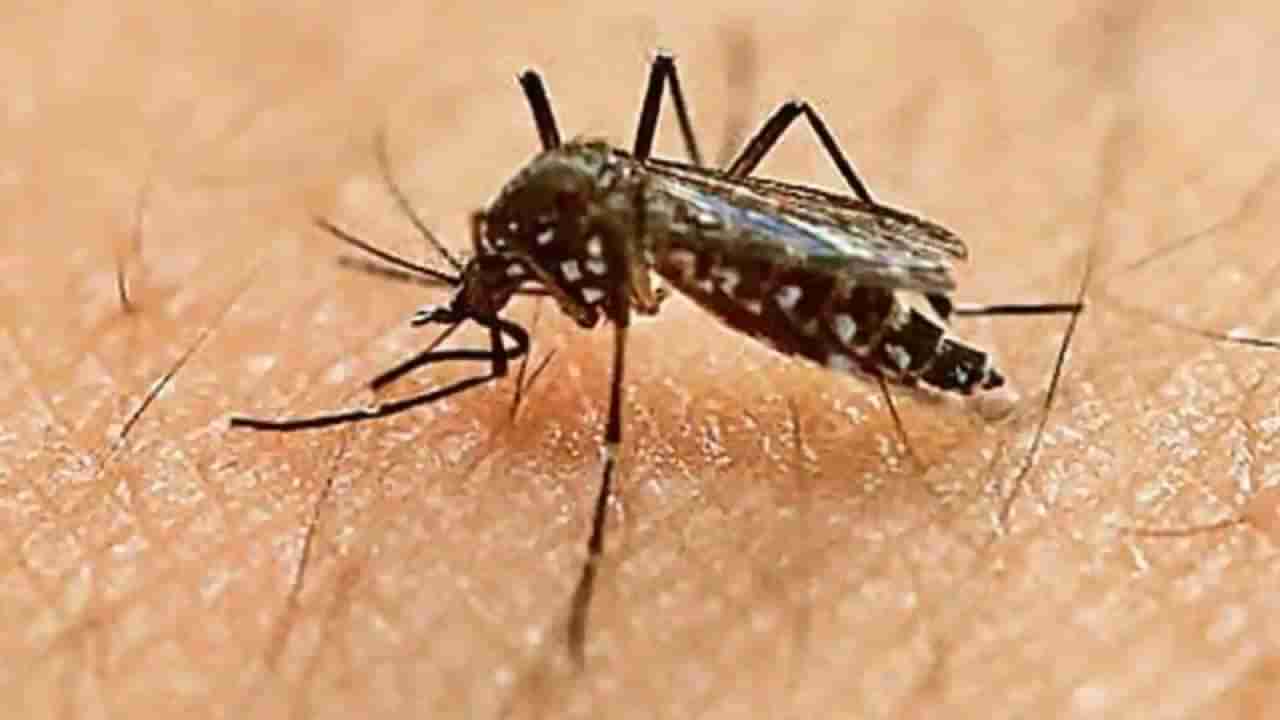 Zika virus: ಏನಿದು ಝಿಕಾ ವೈರಸ್? ಭಾರತದಲ್ಲಿ ಇದರ ತೀವ್ರತೆ ಎಷ್ಟಿದೆ?