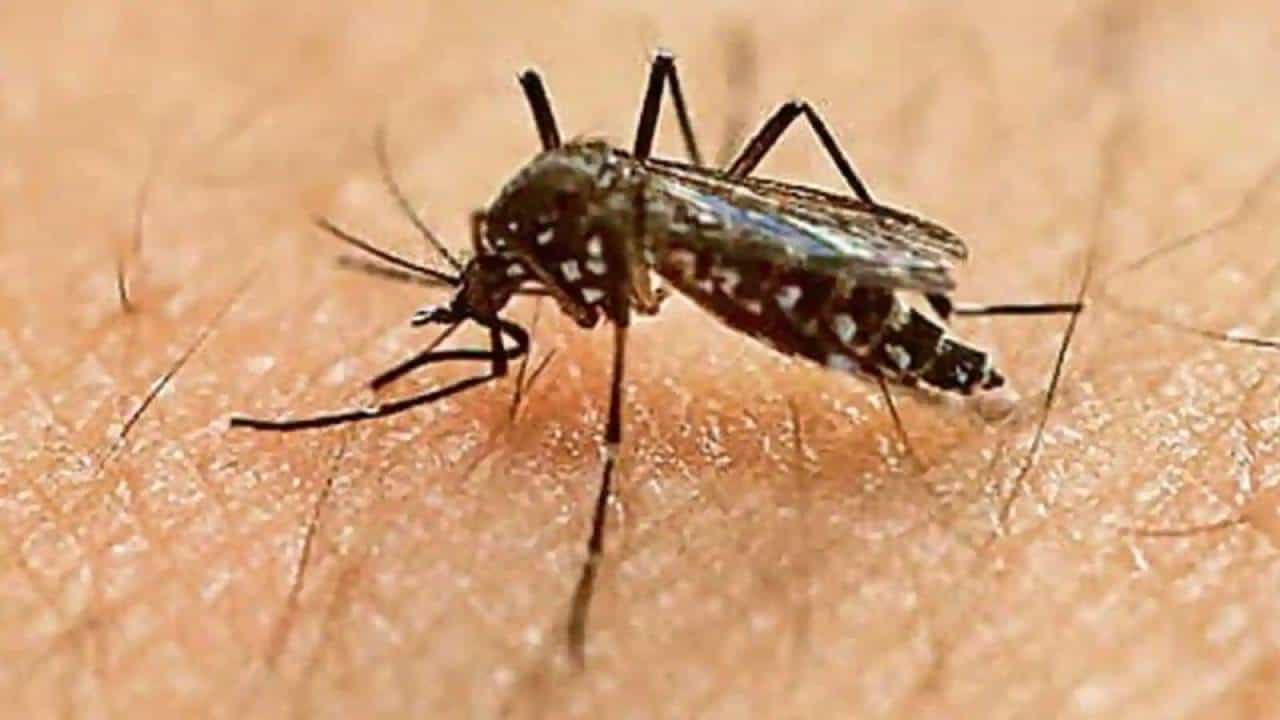 Zika virus: ಏನಿದು ಝಿಕಾ ವೈರಸ್? ಭಾರತದಲ್ಲಿ ಇದರ ತೀವ್ರತೆ ಎಷ್ಟಿದೆ? Zika virus: ಏನಿದು ಝಿಕಾ ವೈರಸ್? ಭಾರತದಲ್ಲಿ ಇದರ ತೀವ್ರತೆ ಎಷ್ಟಿದೆ?