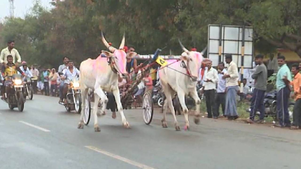 ಶಿರೂರು ಗ್ರಾಮದ ಬಾಗಲಕೋಟೆ ರಾಯಚೂರು ಹೆದ್ದಾರಿಯಲ್ಲಿ ಎತ್ತುಗಳ ಭರ್ಜರಿ ಓಟ ನೋಡುಗರ ಕಣ್ಮನ ಸೆಳೆಯಿತು.ಆಯೋಜಕರು ವಿಷಲ್ ಹೊಡೆಯುತ್ತಲೇ ಚಂಗನೆ ನೆಗೆಯುತ್ತಾ ಓಡುವ ಎತ್ತುಗಳ ಓಟ ರೋಮಾಂಚನಕಾರಿಯಾಗಿತ್ತು.