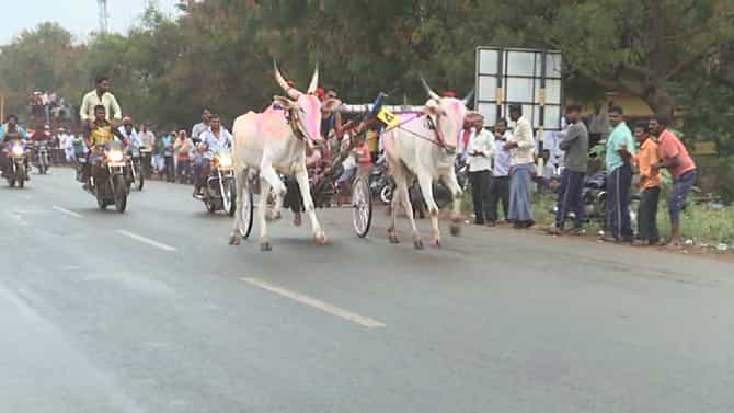 ಬಾಗಲಕೋಟೆ ಸಿದ್ದೇಶ್ವರ ಜಾತ್ರೆಯಲ್ಲಿ ನೆರೆದಿದ್ದವರನ್ನ ರೋಮಾಂಚನಗೊಳಿಸಿದ ಎತ್ತಿನ ಬಂಡಿ ಓಟ
