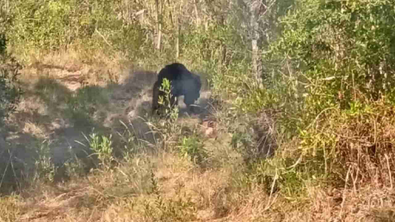 ಚಾಮರಾಜನಗರ: ಬಿಆರ್​ಟಿ ಅರಣ್ಯ ವಲಯದಲ್ಲಿ ಕರಡಿ ದಾಳಿಗೆ ದನಗಾಹಿ ಬಲಿ