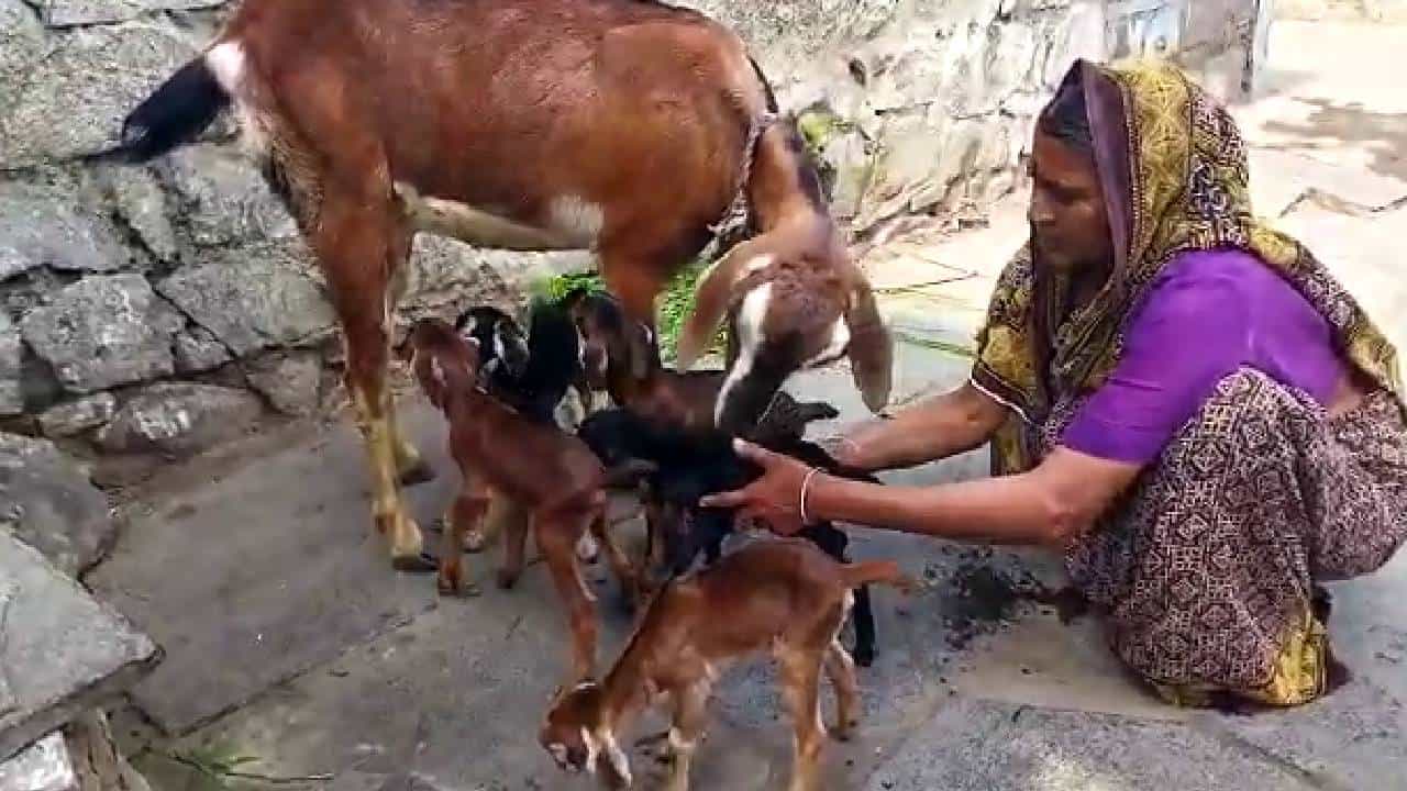 ಅಫಜಲಪುರದಲ್ಲಿ ಐದು ಗಂಡು ಮರಿಗಳಿಗೆ ಜನ್ಮವಿಟ್ಟ ಮೇಕೆ, ಅಪರೂಪದ ಘಟನೆಯಿಂದ ಮನೆಯಲ್ಲಿ ಹೆಚ್ಚಿದ ಸಂಭ್ರಮ ಅಫಜಲಪುರದಲ್ಲಿ ಐದು ಗಂಡು ಮರಿಗಳಿಗೆ ಜನ್ಮವಿಟ್ಟ ಮೇಕೆ, ಅಪರೂಪದ ಘಟನೆಯಿಂದ ಮನೆಯಲ್ಲಿ ಹೆಚ್ಚಿದ ಸಂಭ್ರಮ