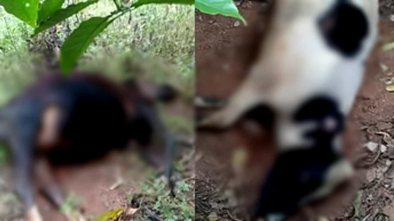 kodagu: ಹುಲ್ಲು ಮೇಯುತ್ತಿದ್ದ ಹಸುಗಳ ಮೇಲೆ ಗುಂಡು ಹಾರಿಸಿ ಕೊಂದ ಎಸ್ಟೇಟ್ ಮಾಲೀಕ kodagu: ಹುಲ್ಲು ಮೇಯುತ್ತಿದ್ದ ಹಸುಗಳ ಮೇಲೆ ಗುಂಡು ಹಾರಿಸಿ ಕೊಂದ ಎಸ್ಟೇಟ್ ಮಾಲೀಕ