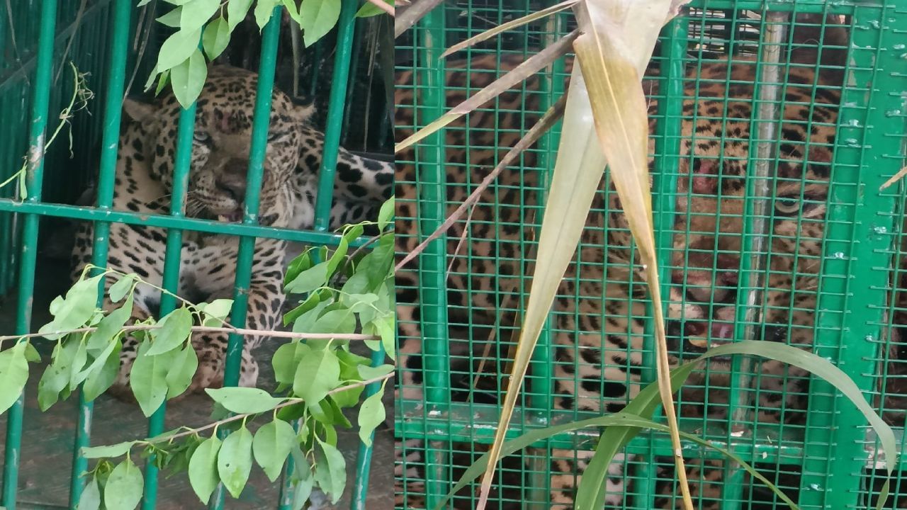 Mysore News: ಚಿರತೆ ದಾಳಿಗೆ ಮೈಸೂರು ಜನತೆ ಕಂಗಾಲು: ಚಿರತೆ ಕಾರ್ಯಾಚರಣೆ ಹೇಗಿತ್ತು ಗೊತ್ತಾ? ಇಲ್ಲಿದೆ ಓದಿ Mysore News: ಚಿರತೆ ದಾಳಿಗೆ ಮೈಸೂರು ಜನತೆ ಕಂಗಾಲು: ಚಿರತೆ ಕಾರ್ಯಾಚರಣೆ ಹೇಗಿತ್ತು ಗೊತ್ತಾ? ಇಲ್ಲಿದೆ ಓದಿ