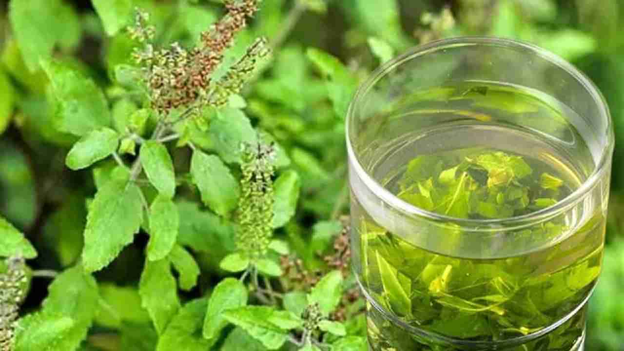 Tulsi Water Benefits: ಮುಂಜಾನೆ ತುಳಸಿ ನೀರು ಕುಡಿಯುವುದರಿಂದ ಉಪಯೋಗಗಳು ಹಲವು