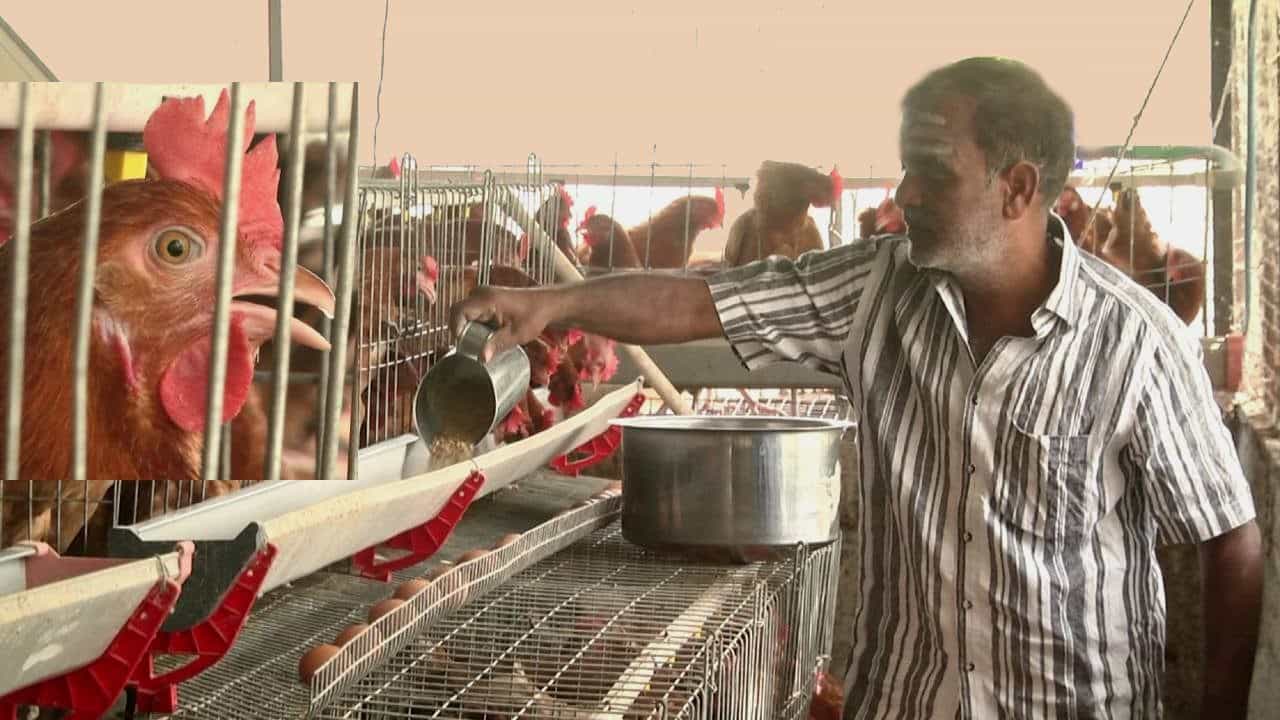 Success Story: ಎಲ್ಲ ಕಡೆ ಸೋಲುಂಡು, ಜವಾರಿ ಕೋಳಿ ಸಾಕಾಣಿಕೆ ಉದ್ಯಮಕ್ಕೆ ಕೈಹಾಕಿದ ರೈತನ ಸಕ್ಸಸ್ ಸ್ಟೋರಿ ಇದು! Success Story: ಎಲ್ಲ ಕಡೆ ಸೋಲುಂಡು, ಜವಾರಿ ಕೋಳಿ ಸಾಕಾಣಿಕೆ ಉದ್ಯಮಕ್ಕೆ ಕೈಹಾಕಿದ ರೈತನ ಸಕ್ಸಸ್ ಸ್ಟೋರಿ ಇದು!
