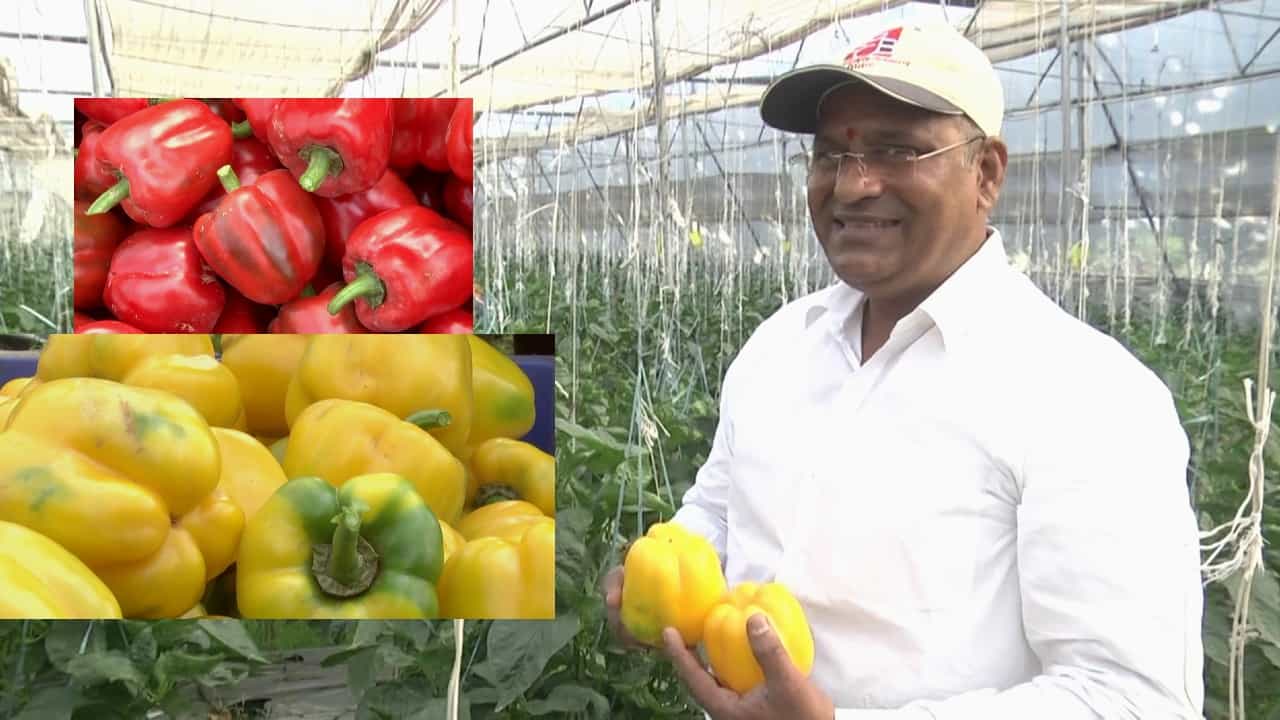Success Story: ಬೀದರ್ ಇಸ್ಲಾಂಪುರದ ರೈತ ಕಲರ್ ಕಲರ್ ಕ್ಯಾಪ್ಸಿಕಂ ಬೆಳೆದು ಬದುಕನ್ನು ಸಿಹಿಯಾಗಿಸಿಕೊಂಡಿದ್ದಾರೆ! Success Story: ಬೀದರ್ ಇಸ್ಲಾಂಪುರದ ರೈತ ಕಲರ್ ಕಲರ್ ಕ್ಯಾಪ್ಸಿಕಂ ಬೆಳೆದು ಬದುಕನ್ನು ಸಿಹಿಯಾಗಿಸಿಕೊಂಡಿದ್ದಾರೆ!