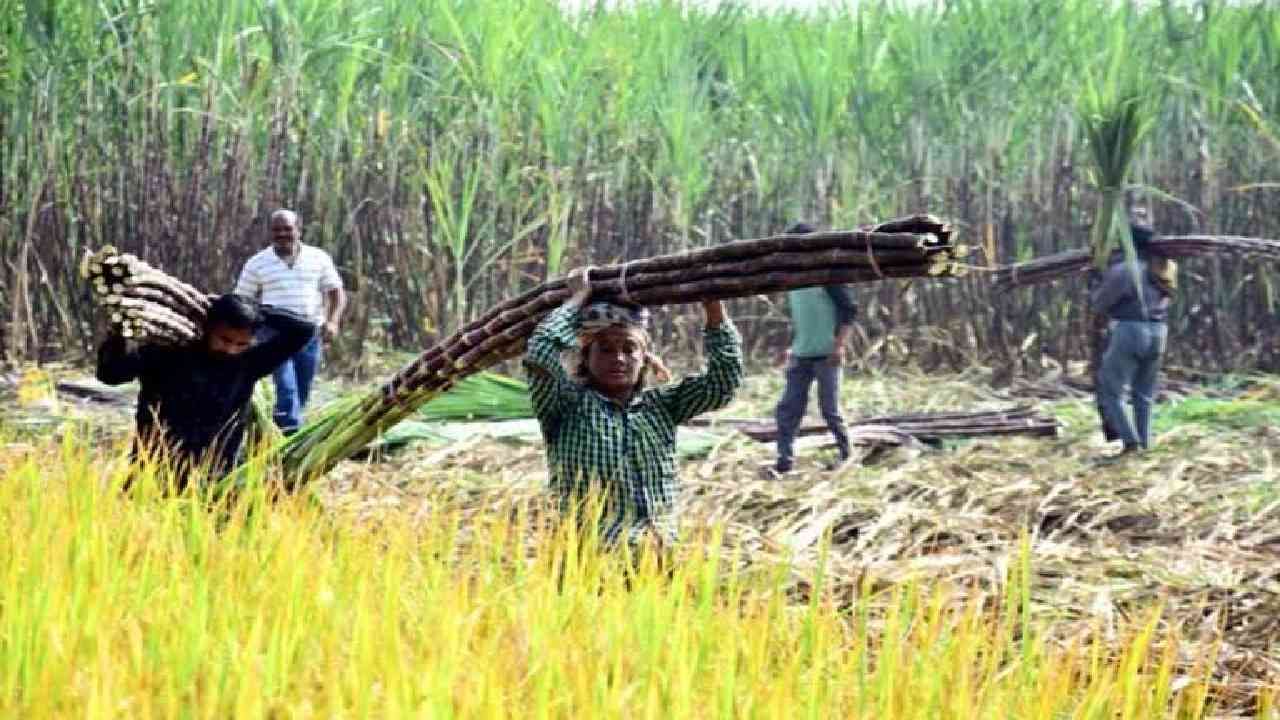 Sugercane Crop: ಕಬ್ಬು ಬೆಳೆಗಾರರಿಗೆ ಬಂಪರ್ ಗಿಫ್ಟ್: ರಾಜ್ಯ ಸರ್ಕಾರಿಂದ 204.47 ಕೋಟಿ ರೂ ಬಿಡುಗಡೆ Sugercane Crop: ಕಬ್ಬು ಬೆಳೆಗಾರರಿಗೆ ಬಂಪರ್ ಗಿಫ್ಟ್: ರಾಜ್ಯ ಸರ್ಕಾರಿಂದ 204.47 ಕೋಟಿ ರೂ ಬಿಡುಗಡೆ