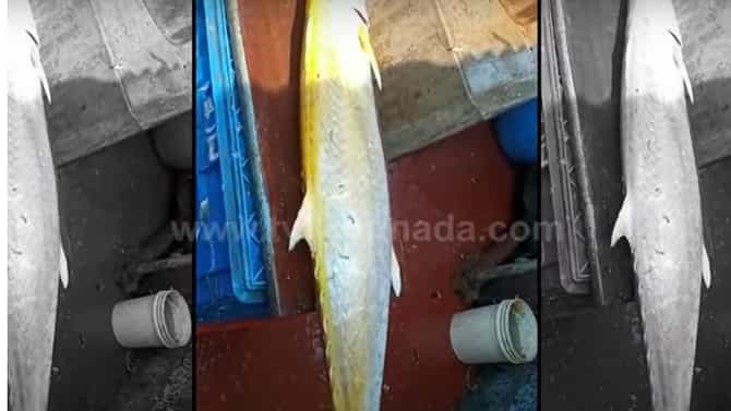 Rare Angel Fish: ಮಲ್ಪೆ ಕಡಲತೀರದಲ್ಲಿ ಸಿಕ್ಕ ಹೊನ್ನಿನ ಬಣ್ಣದ ಆ್ಯಂಜೆಲ್ ಮೀನು ತೂಗಿದ್ದು 16 ಕೆಜಿ! ಮಾರಾಟವಾಗಿದ್ದು ರೂ. 9,600 ಗಳಿಗೆ!!