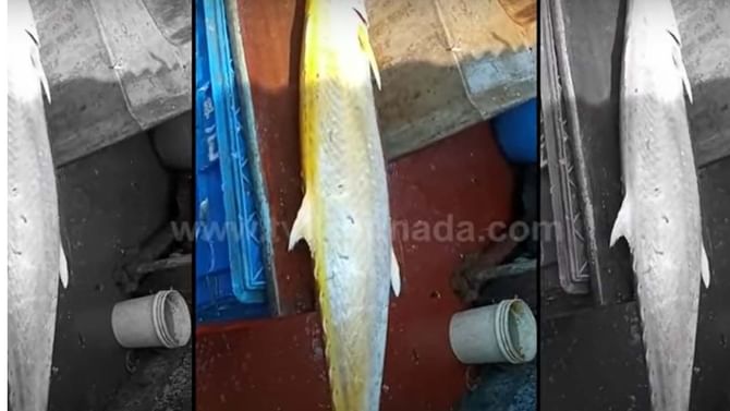 Rare Angel Fish: ಮಲ್ಪೆ ಕಡಲತೀರದಲ್ಲಿ ಸಿಕ್ಕ ಹೊನ್ನಿನ ಬಣ್ಣದ ಆ್ಯಂಜೆಲ್ ಮೀನು ತೂಗಿದ್ದು 16 ಕೆಜಿ! ಮಾರಾಟವಾಗಿದ್ದು ರೂ. 9,600 ಗಳಿಗೆ!! Rare Angel Fish: ಮಲ್ಪೆ ಕಡಲತೀರದಲ್ಲಿ ಸಿಕ್ಕ ಹೊನ್ನಿನ ಬಣ್ಣದ ಆ್ಯಂಜೆಲ್ ಮೀನು ತೂಗಿದ್ದು 16 ಕೆಜಿ! ಮಾರಾಟವಾಗಿದ್ದು ರೂ. 9,600 ಗಳಿಗೆ!!