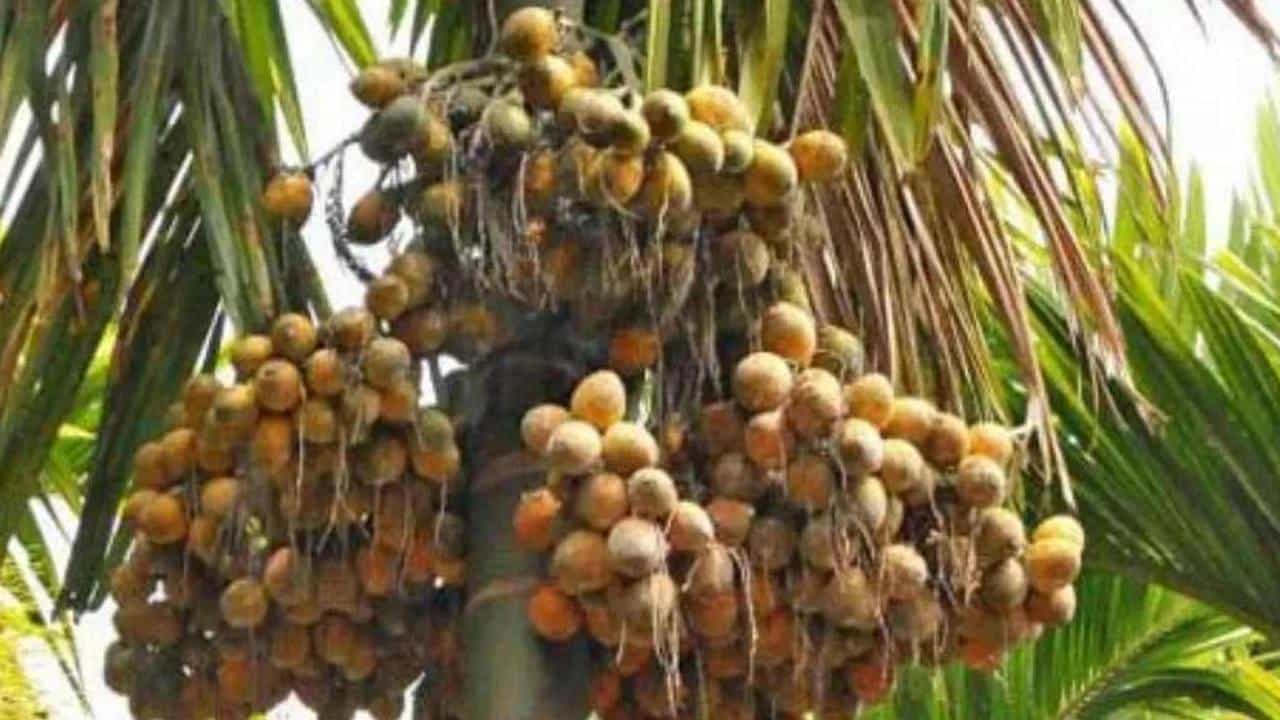 Areca Nut Price: ಮತ್ತೆ ಏರಿದ ಅಡಿಕೆ ಧಾರಣೆ; ಕ್ವಿಂಟಲ್ಗೆ 47,000 ರೂ. ದಾಟಿದ ಬೆಲೆ Areca Nut Price: ಮತ್ತೆ ಏರಿದ ಅಡಿಕೆ ಧಾರಣೆ; ಕ್ವಿಂಟಲ್ಗೆ 47,000 ರೂ. ದಾಟಿದ ಬೆಲೆ