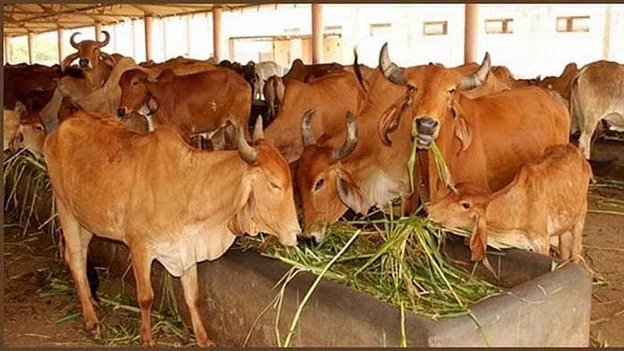 Cow Dung: ಗೋವಿನ ಸಗಣಿಯಿಂದ ಮಾಡಿದ ಮನೆಯ ಮೇಲೆ ಪರಮಾಣು ವಿಕರಣದ ಪರಿಣಾಮವಿಲ್ಲ: ಗುಜರಾತ್ ನ್ಯಾಯಾಲಯ Cow Dung: ಗೋವಿನ ಸಗಣಿಯಿಂದ ಮಾಡಿದ ಮನೆಯ ಮೇಲೆ ಪರಮಾಣು ವಿಕರಣದ ಪರಿಣಾಮವಿಲ್ಲ: ಗುಜರಾತ್ ನ್ಯಾಯಾಲಯ