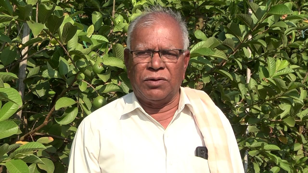 Davanagere farmer grows perala fruit Guava before he reaps money from sandalwood crop 2