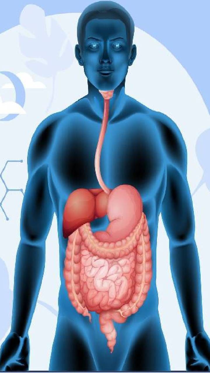 Digestion