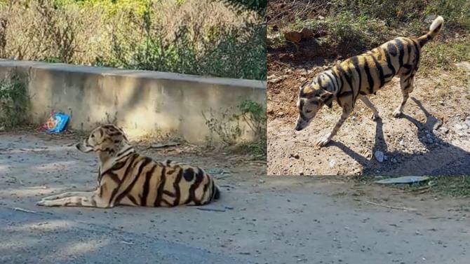 ಜನ ಮೊದಲೇ ಇಲಿ ಹೋದರೆ ಹುಲಿ ಹೋಯ್ತು ಅಂತಿದ್ದಾರೆ... ಅಂಥದ್ದರಲ್ಲಿ ಈ ರೈತ ನಾಯಿಗೆ ಹುಲಿ ಪಟ್ಟೆ ಬಳಿದು ನಾಡಿಗೆ ಬಿಟ್ಟ! ಮುಂದೇನಾಯ್ತು? ಜನ ಮೊದಲೇ ಇಲಿ ಹೋದರೆ ಹುಲಿ ಹೋಯ್ತು ಅಂತಿದ್ದಾರೆ... ಅಂಥದ್ದರಲ್ಲಿ ಈ ರೈತ ನಾಯಿಗೆ ಹುಲಿ ಪಟ್ಟೆ ಬಳಿದು ನಾಡಿಗೆ ಬಿಟ್ಟ! ಮುಂದೇನಾಯ್ತು?