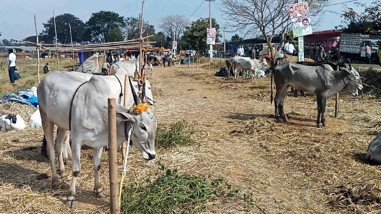 ಚರ್ಮಗಂಟು ರೋಗದ ಭೀತಿ, ಜಿಲ್ಲಾಡಳಿತ ನಿರ್ಬಂಧಕ್ಕೂ ಜಗ್ಗದ ರೈತರು: ಘಾಟಿ ಸುಬ್ರಹ್ಮಣ್ಯದಲ್ಲಿ ನಿಲ್ಲದ ದನದ ಜಾತ್ರೆ ಚರ್ಮಗಂಟು ರೋಗದ ಭೀತಿ, ಜಿಲ್ಲಾಡಳಿತ ನಿರ್ಬಂಧಕ್ಕೂ ಜಗ್ಗದ ರೈತರು: ಘಾಟಿ ಸುಬ್ರಹ್ಮಣ್ಯದಲ್ಲಿ ನಿಲ್ಲದ ದನದ ಜಾತ್ರೆ