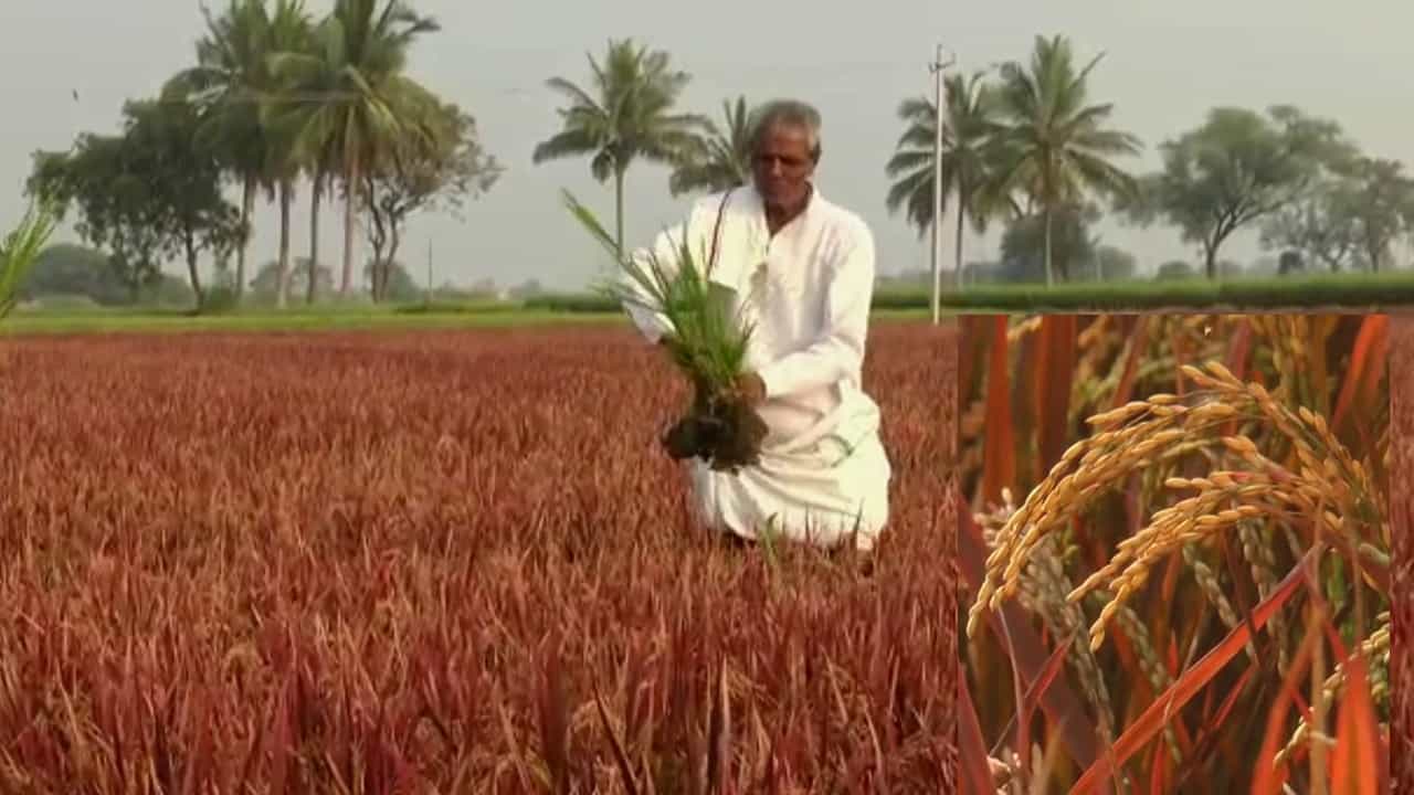 ಭತ್ತದ ನಾಡು ಗಂಗಾವತಿ ಕಡೆಯಿಂದ ಸೃಷ್ಟಿಯಾಗಿದೆ ಹೈ ಪ್ರೋಟಿನ್ ಭತ್ತ! ಏನಿದರ ಪೋಷಕಾಂಶ ವಿವರ? ಭತ್ತದ ನಾಡು ಗಂಗಾವತಿ ಕಡೆಯಿಂದ ಸೃಷ್ಟಿಯಾಗಿದೆ ಹೈ ಪ್ರೋಟಿನ್ ಭತ್ತ! ಏನಿದರ ಪೋಷಕಾಂಶ ವಿವರ?