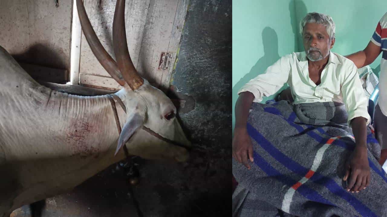 Honey Bee Attack: ಕುಣಿಗಲ್ನಲ್ಲಿ ಹೆಜ್ಜೇನುಗಳಿಂದ ಮತ್ತೊಂದು ದುರಂತ, ರೈತ ಮತ್ತು ಎತ್ತುಗಳ ಸ್ಥಿತಿ ಗಂಭೀರ Honey Bee Attack: ಕುಣಿಗಲ್ನಲ್ಲಿ ಹೆಜ್ಜೇನುಗಳಿಂದ ಮತ್ತೊಂದು ದುರಂತ, ರೈತ ಮತ್ತು ಎತ್ತುಗಳ ಸ್ಥಿತಿ ಗಂಭೀರ