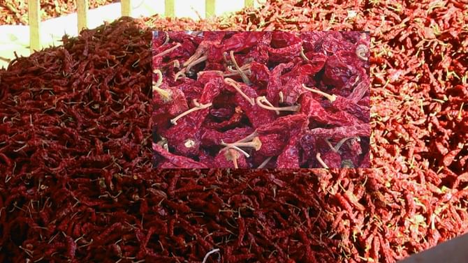 Dry Red Chilli Mela: ಒಣ ಮೆಣಸಿನಕಾಯಿ ಮಾರಾಟದಲ್ಲೂ ಕಲಬೆರಕೆ ಅಪಾಯ! ಅದಕ್ಕೇ ಮೇಳ ಆಯೋಜನೆ, ಕೆಂಪು ಸುಂದರಿಗೆ ಇದೆ ಬಂಗಾರದ ಬೆಲೆ