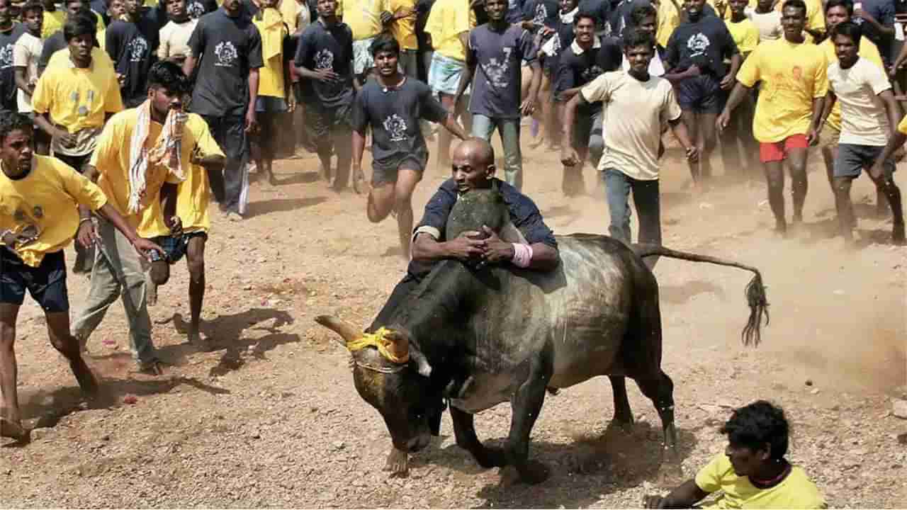 Jallikattu: ತಮಿಳುನಾಡಿನಲ್ಲಿ ಜಲ್ಲಿಕಟ್ಟು ಸ್ಪರ್ಧೆ ವೇಳೆ ಇಬ್ಬರು ಸಾವು: ಪ್ರತಿ ಕುಟುಂಬಕ್ಕೆ ತಲಾ 3 ಲಕ್ಷ ರೂ ಪರಿಹಾರ ಘೋಷಿಸಿದ ಸಿಎಂ ಸ್ಟಾಲಿನ್