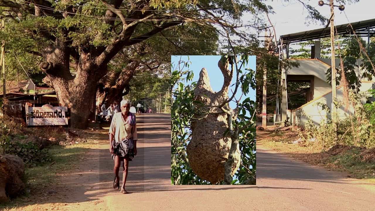 Deadly Insect Bite: ಇದು ಯಾವುದು ವಿಷಕಾರಿ ಹುಳು? ದಾವಣಗೆರೆ ಮಂದಿಯನ್ನು ಕೊರೊನಾಗಿಂತ ಕಟುವಾಗಿ ಕಾಡುತ್ತಿದೆ! Deadly Insect Bite: ಇದು ಯಾವುದು ವಿಷಕಾರಿ ಹುಳು? ದಾವಣಗೆರೆ ಮಂದಿಯನ್ನು ಕೊರೊನಾಗಿಂತ ಕಟುವಾಗಿ ಕಾಡುತ್ತಿದೆ!