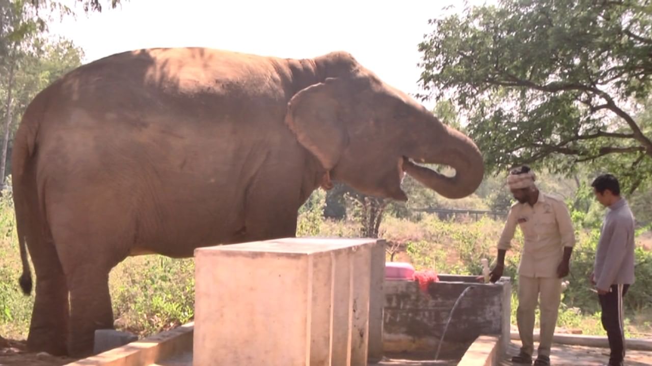  ಹಲವು ಕಂಪನಿಗಳ ಸಿಎಸ್​ಆರ್​ ನಿಧಿ, ದಾನಿಗಳು ಹೀಗೆ ಹಲವರ ನೆರವಿನಿಂದ ಎನ್​ಜಿಓ ಆನೆಗಳ ಹಾರೈಕೆಯನ್ನು ಮಾಡುತ್ತಿದೆ. ಆನೆಗಳಿಗೆ ನಿತ್ಯ ಪೌಷ್ಠಿಕವಾದ ಆಹಾರ ನೀಡುವುದು, ನಿಯಮಿತ ವ್ಯಾಯಾಮವಾಗಿ ಬೆಳಿಗ್ಗೆ ಹಾಗೂ ಸಂಜೆ ವಾಕಿಂಗ್ ಮಾಡಿಸಲಾಗುತ್ತಿದೆ.