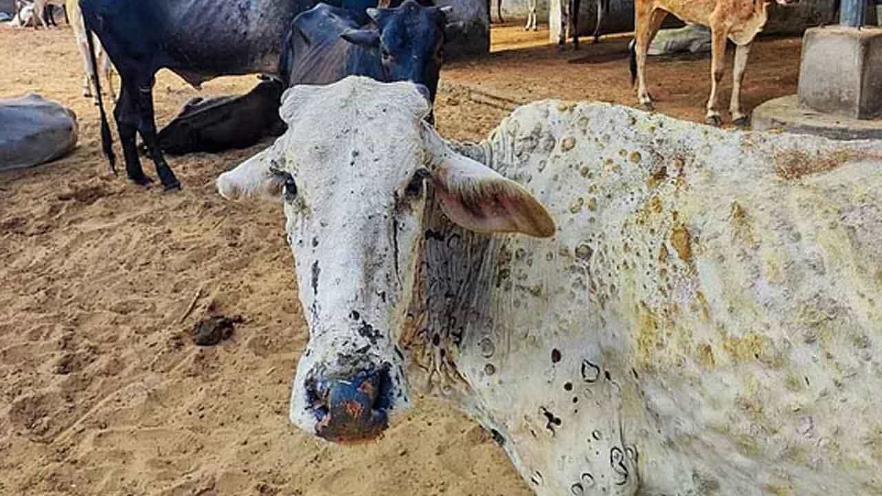 Lumpy Skin Disease: ರಾಸುಗಳನ್ನು ಚರ್ಮಗಂಟು ಕಾಯಿಲೆಯಿಂದ ಈ ಲಸಿಕೆ ಕಾಪಾಡಬಲ್ಲದು Lumpy Skin Disease: ರಾಸುಗಳನ್ನು ಚರ್ಮಗಂಟು ಕಾಯಿಲೆಯಿಂದ ಈ ಲಸಿಕೆ ಕಾಪಾಡಬಲ್ಲದು