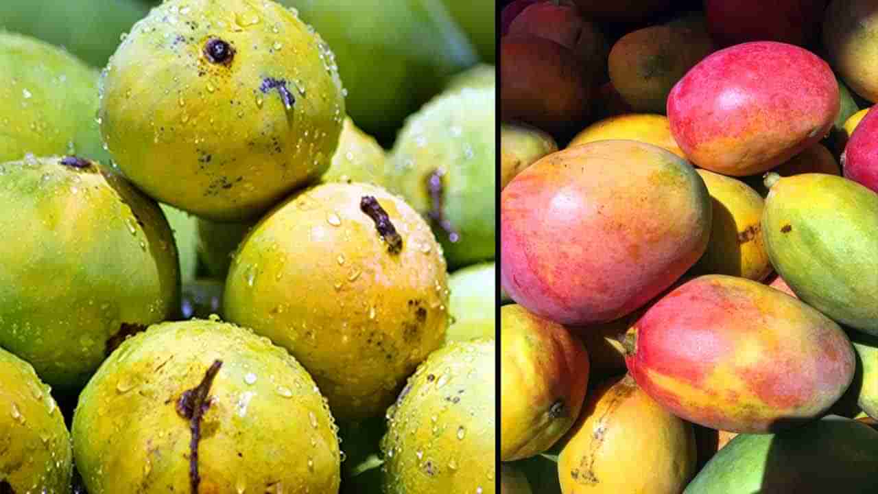 Mango Crop: ಚಳಿ ವಾತಾವರಣ, ಒಣಹವೆಯಿಂದ ಈ ವರ್ಷ ಮಾವಿನ ಫಸಲು ಬಂಪರ್; 2 ವರ್ಷಗಳ ನಂತರ ಮಾವು ಪ್ರಿಯರಿಗೆ ಖುಷಿ