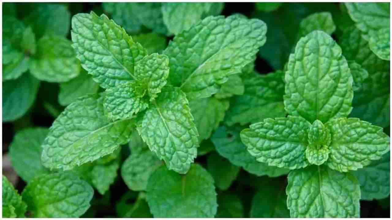 Mint Benefits: ಪುದೀನಾವನ್ನು ನಿತ್ಯ ಈ ರೀತಿ ಸೇವಿಸಿ, ಚಳಿಗಾಲದಲ್ಲಿ ಬರುವ 10 ಕಾಯಿಲೆಗಳಿಗೆ ಪರಿಹಾರ ನೀಡುತ್ತೆ