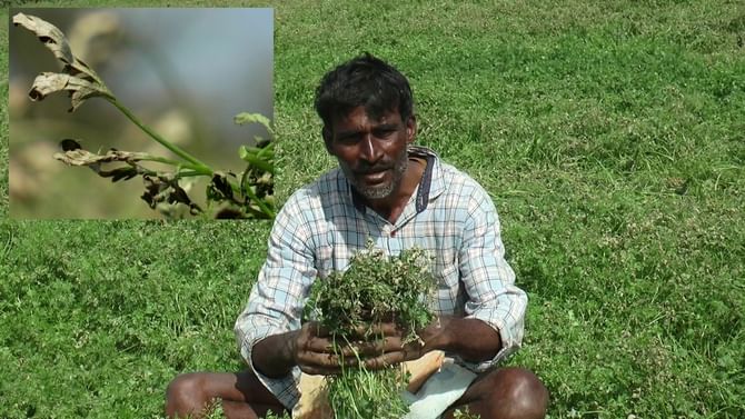 Coriander Crop: ಆ ಬಡ ರೈತ 1 ಎಕರೆ ಜಮೀನಿನಲ್ಲಿ ಹನಿ ನೀರಾವರಿ ಮೂಲಕ ಕಷ್ಟಪಟ್ಟು ಕೊತ್ತಂಬರಿ ಸೊಪ್ಪು ಬೆಳೆದಿದ್ದ, ಮುಂದೇನಾಯ್ತು? Coriander Crop: ಆ ಬಡ ರೈತ 1 ಎಕರೆ ಜಮೀನಿನಲ್ಲಿ ಹನಿ ನೀರಾವರಿ ಮೂಲಕ ಕಷ್ಟಪಟ್ಟು ಕೊತ್ತಂಬರಿ ಸೊಪ್ಪು ಬೆಳೆದಿದ್ದ, ಮುಂದೇನಾಯ್ತು?