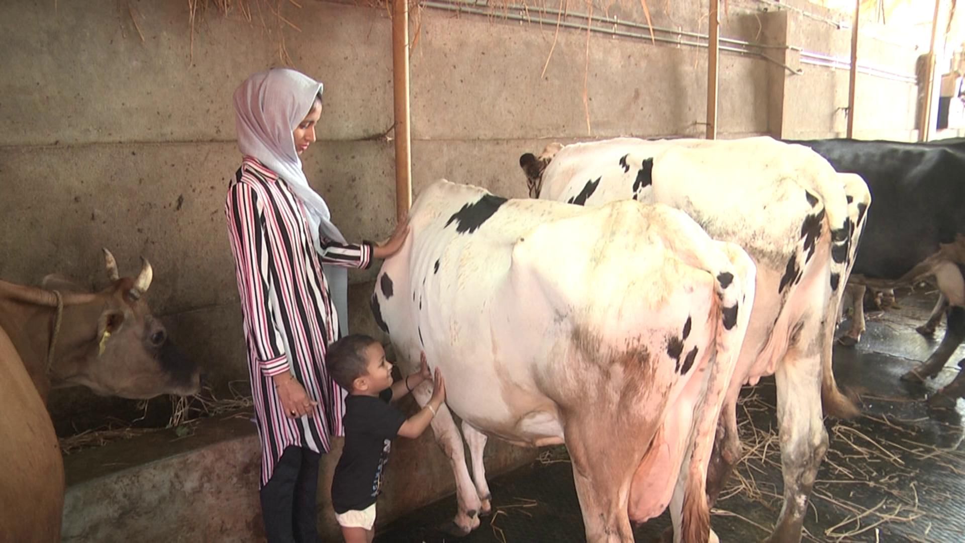 Muslim family rearing tens of cows for a poor girl wedding techie daughter also helping in harekala in mangalore 23