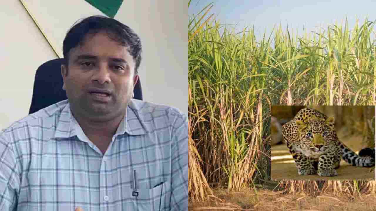 Mysore News: ಟಿ.ನರಸೀಪುರ ತಾಲೂಕಿನಲ್ಲಿ ನಿರಂತರವಾಗಿ ಚಿರತೆ ದಾಳಿ, 15 ದಿನಗಳಲ್ಲಿ ಕಬ್ಬು ಕಟಾವಿಗೆ ಆದೇಶ Mysore News: ಟಿ.ನರಸೀಪುರ ತಾಲೂಕಿನಲ್ಲಿ ನಿರಂತರವಾಗಿ ಚಿರತೆ ದಾಳಿ, 15 ದಿನಗಳಲ್ಲಿ ಕಬ್ಬು ಕಟಾವಿಗೆ ಆದೇಶ